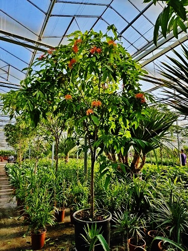 Saraca Indica 450 cm rote Bluete Ashoka baum kaufen