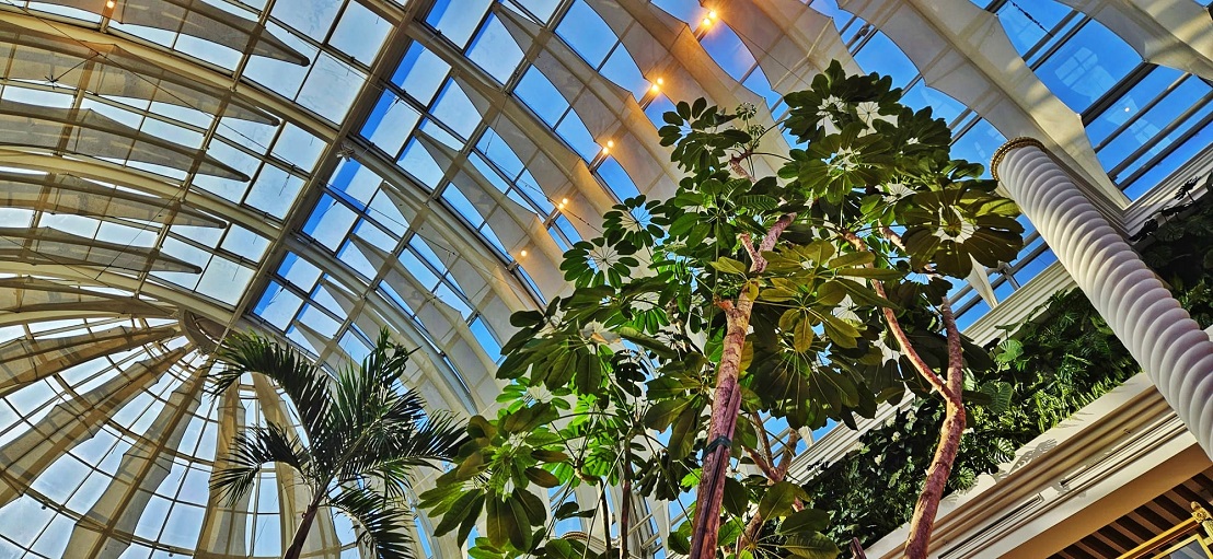 Schefflera in shopping mall spanien Madrid