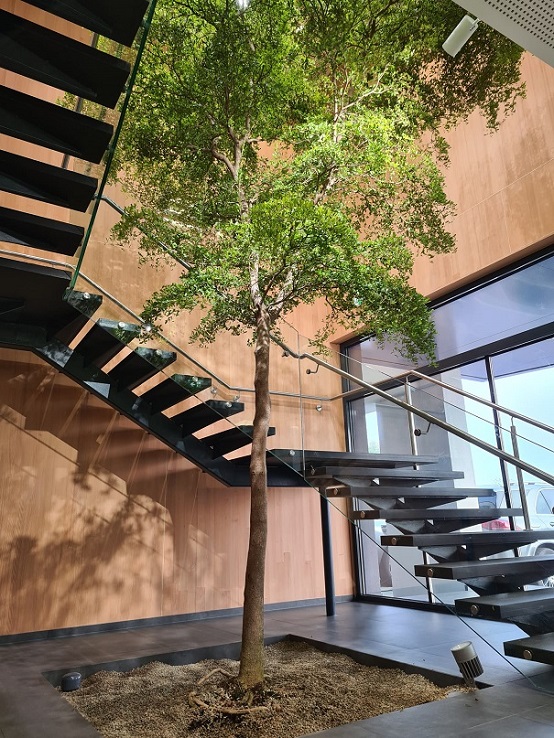 Bucida tree indoor stairway planting online buy