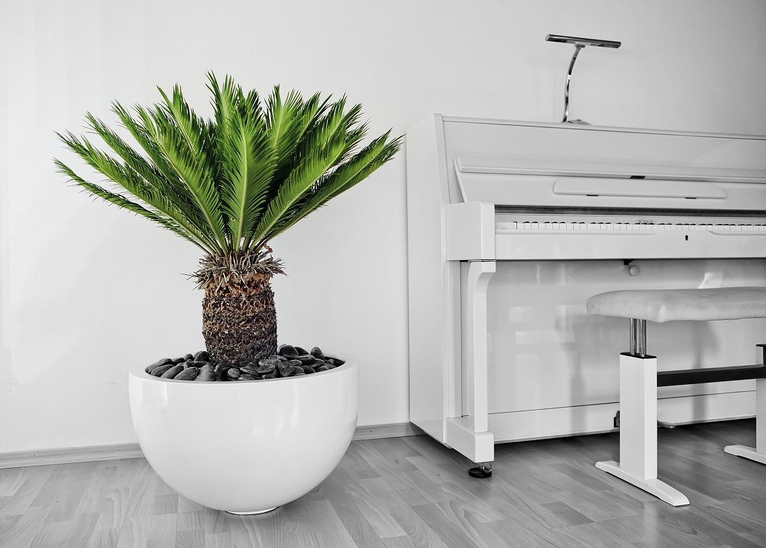 Cycas revoluta Palm Fern on Piano - Plant with planter ready to buy
